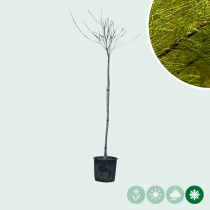 Tamarisk halfstam