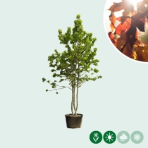 Meerstammige amberboom