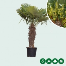 Chinese waaierpalm 80 cm stamhoogte