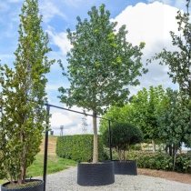 Amberboom 'Lane Roberts' #107