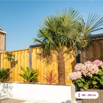 Chinese waaierpalm 320 cm stamhoogte