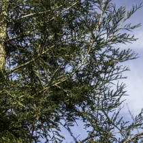 Kustmammoetboom #108