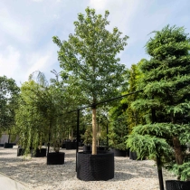 Amberboom 'Worplesdon' #1