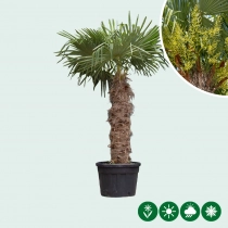Chinese waaierpalm 100 cm stamhoogte