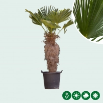 Wagner palm 80 cm stamhoogte