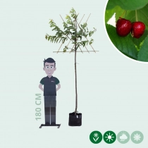 Prunus a. 'Stella' hoogstam leiboom