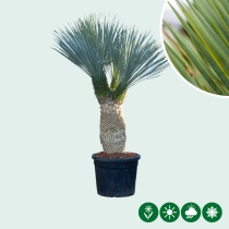 Yucca rostrata palmlelie multihead