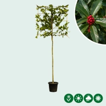 Kastanjebladige hulst leiboom