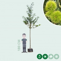 Tamme kastanje boom