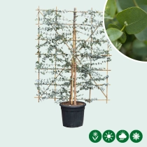 Eucalyptus haagelement