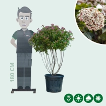 Sneeuwbal meerstammig