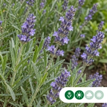 Lavendel 'Munstead'