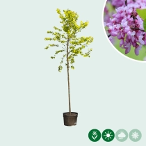 Gewone Judasboom volgroeid