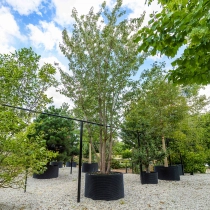 Gewone Japanse sierkers meerstammig #1