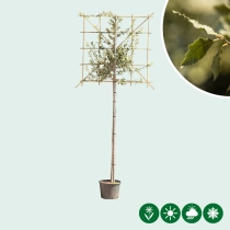 Steeneik leiboom 150 cm