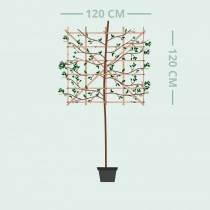 Japanse sierkers leiboom 120 cm