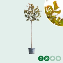 Gewone Lagerstroemia hoogstam