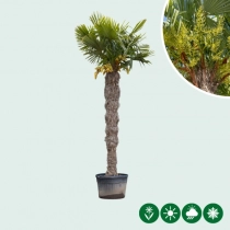 Chinese waaierpalm 240 cm stamhoogte
