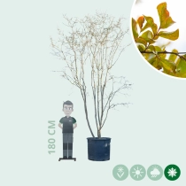 Gewone Lagerstroemia meerstammig