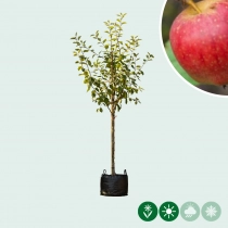 Malus d. 'Notarisappel'