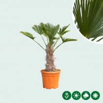 Wagner palm 20 cm stamhoogte