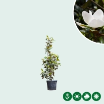 Magnolia grandiflora struik