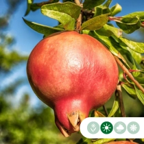 Granaatappelboom meerstammig