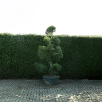Grove den bonsai pompon #80