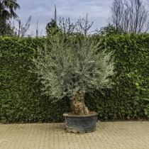 Olijfboom 'Bonsai' #85