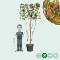 Parrotia leiboom meerstammig