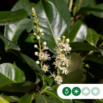 Laurierhaag 'Novita' 60 cm