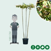 Glansmispel dakvorm meerstammig