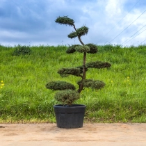 Grove den bonsai #140