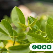 Japanse liguster meerstammig