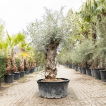 Olijfboom 'Bonsai' #199