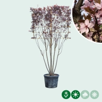 Kerspruim leiboom meerstammig