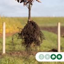 Groene beukenhaag per meter dubbele rij