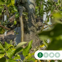 Grote appelboom Elstar