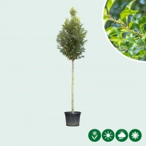 Portugese laurier hoogstam