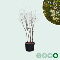 Tibetaanse sierkers meerstammig