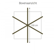 Haagbeuk kruisdak 240 cm stamhoogte