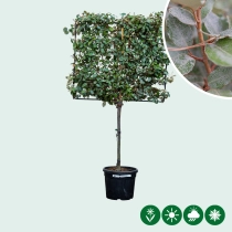 Olijfwilg leiboom volgroeid