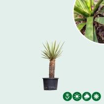 Yucca treculeana palmlelie