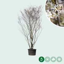 Krentenboom meerstammig