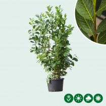 Laurierhaag 'Rotundifolia' 160 cm