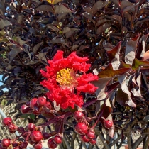 Lagerstroemia 'Black Diamond' vaasvorm #184
