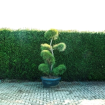 Grove den bonsai pompon #78