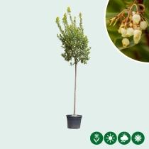 Aardbeienboom