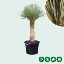 Yucca rostrata palmlelie