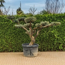 Olijfboom Pompon #121